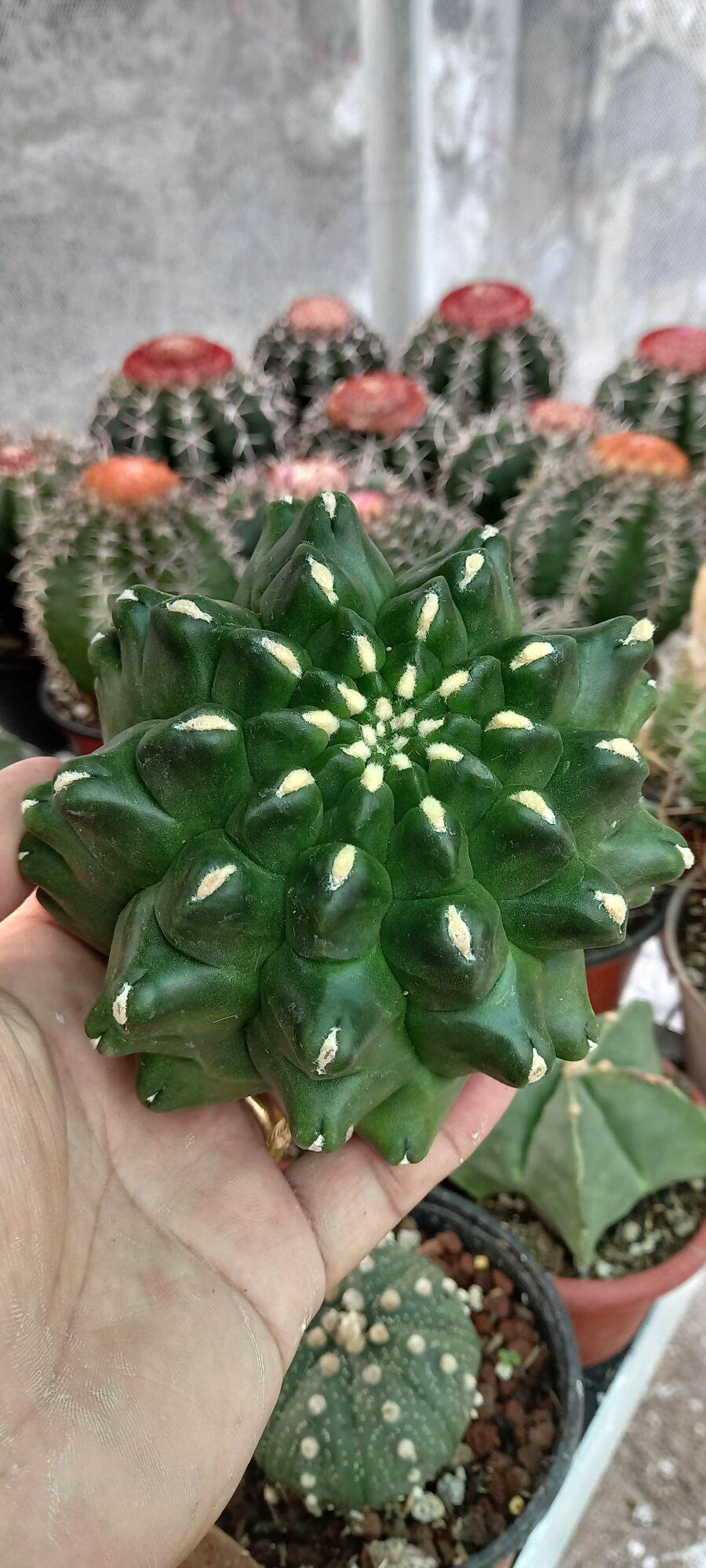 Gymnocalycium cv. Kikko,Rare,Collectors Item! | Lazada PH