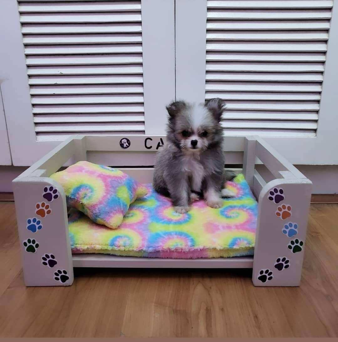 Uratex sale dog bed