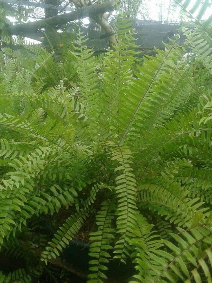 Peruvian Fern,, ,,, fully rooted,,pick up only.. 