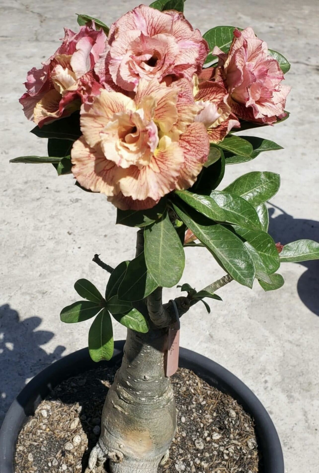 Adenium Plants Grafted Double Petals