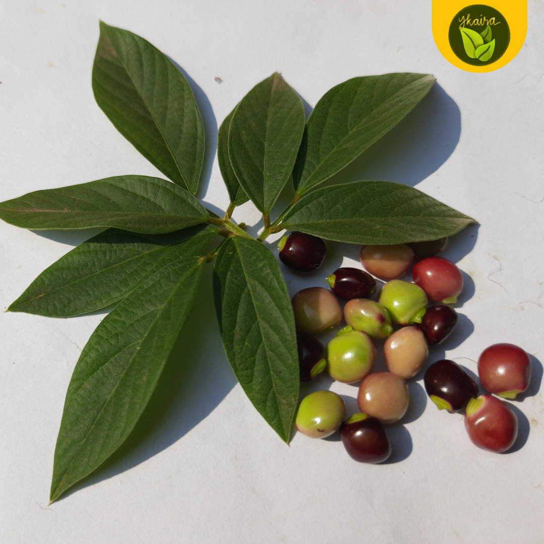 100 seeds for planting kadyos pigeon pea plant binhi pantanim Lazada PH