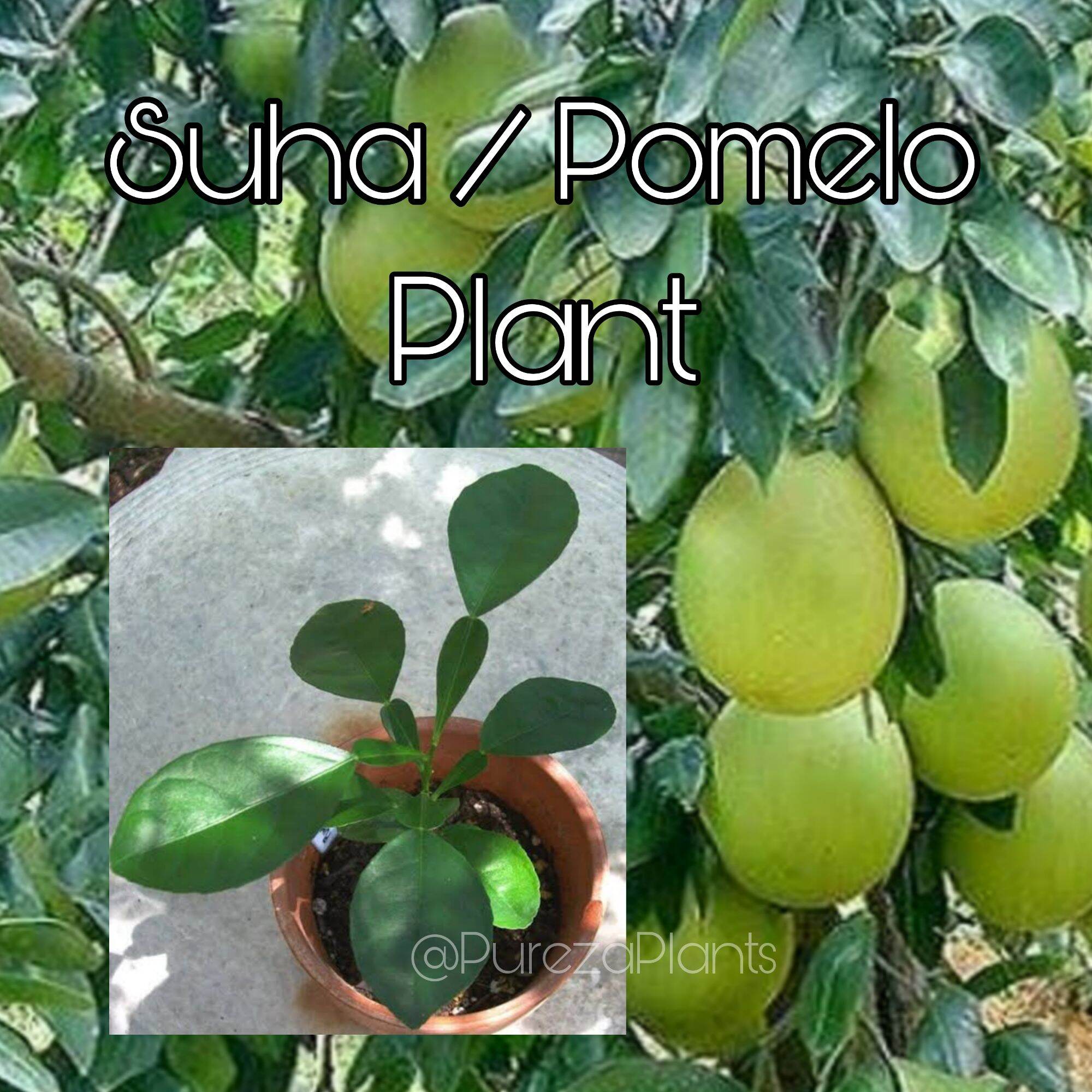 Suha / Pomelo Davao Rooted Plant Lazada PH