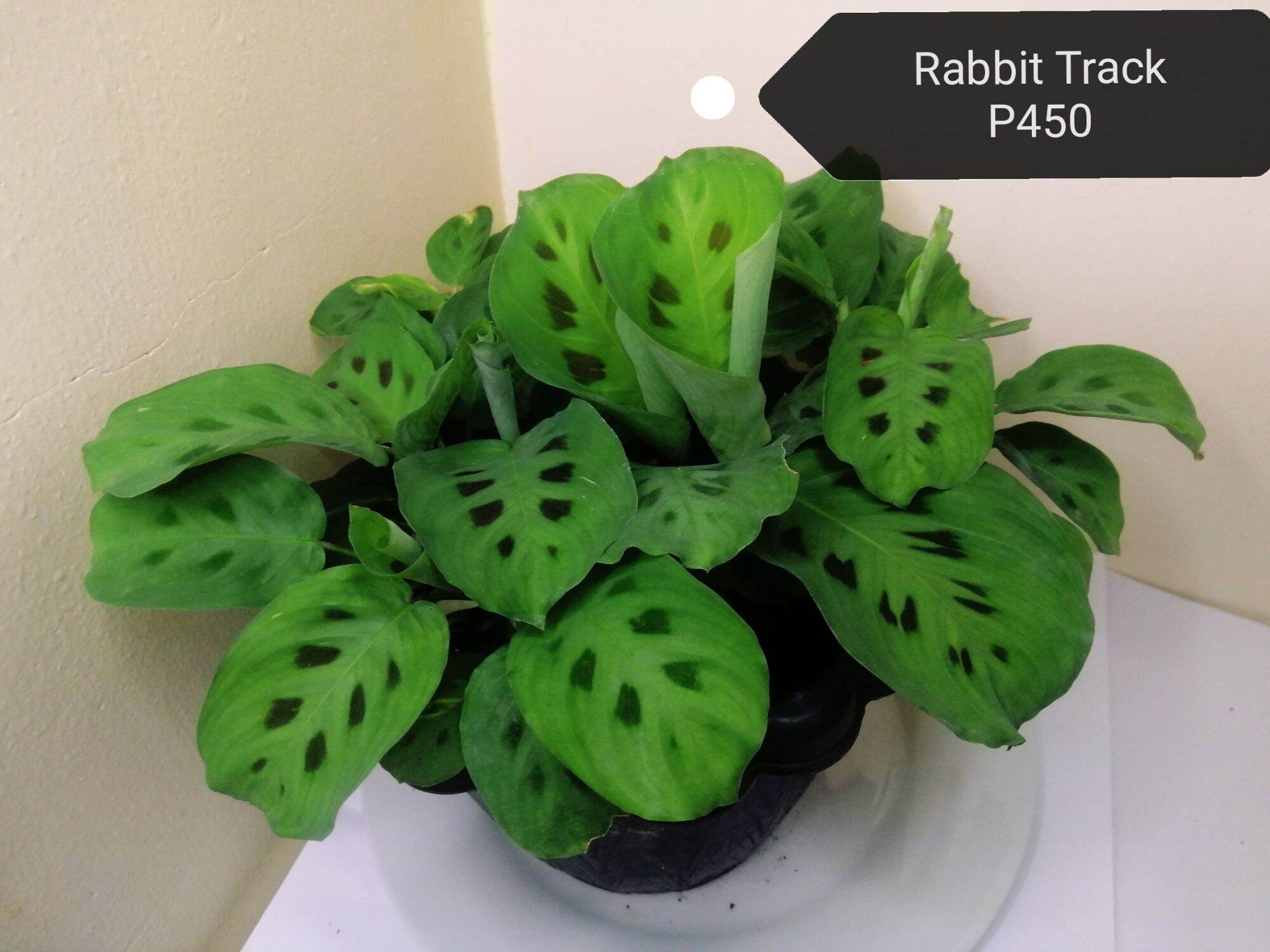 Calathea rabbit track, Maranta Leuconeura Medium Size ships nationwide