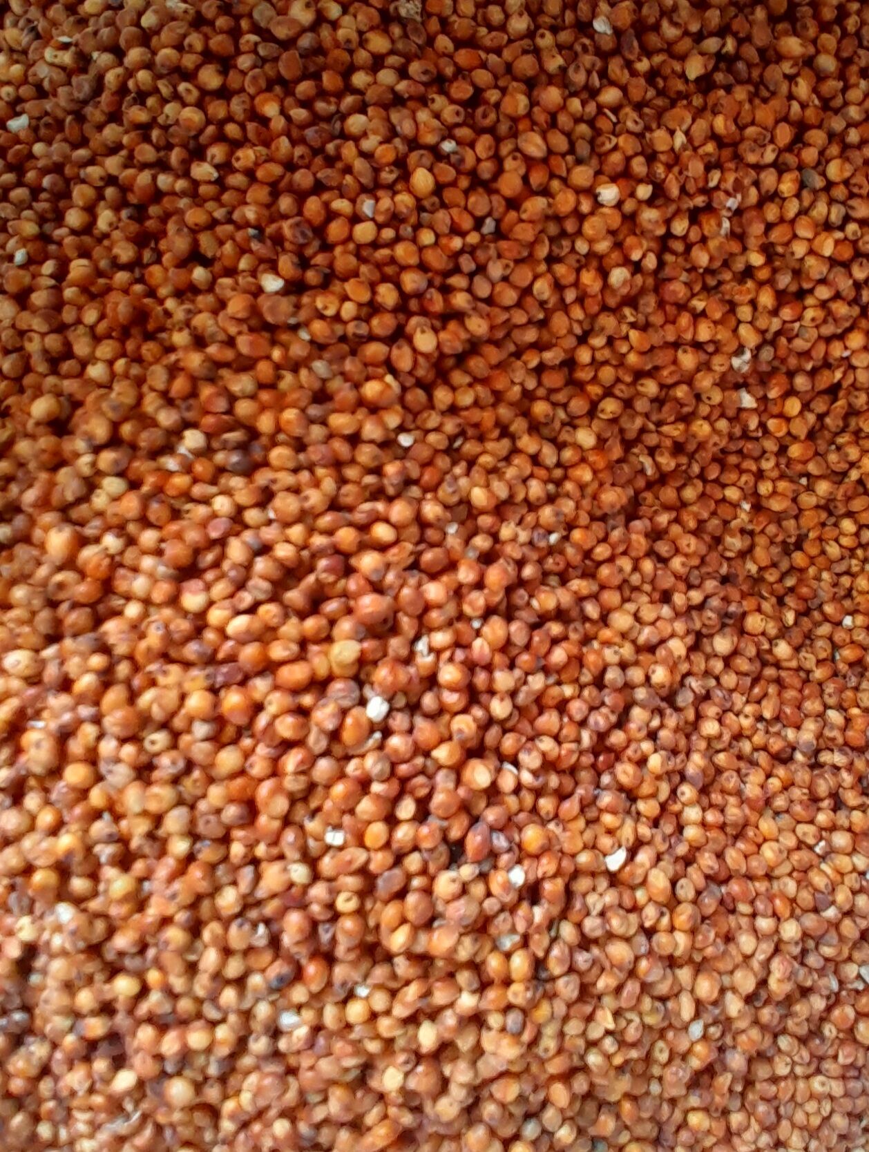 Red Sorghum for Racing Pigeon [1 kilo] animal feeds | Lazada PH