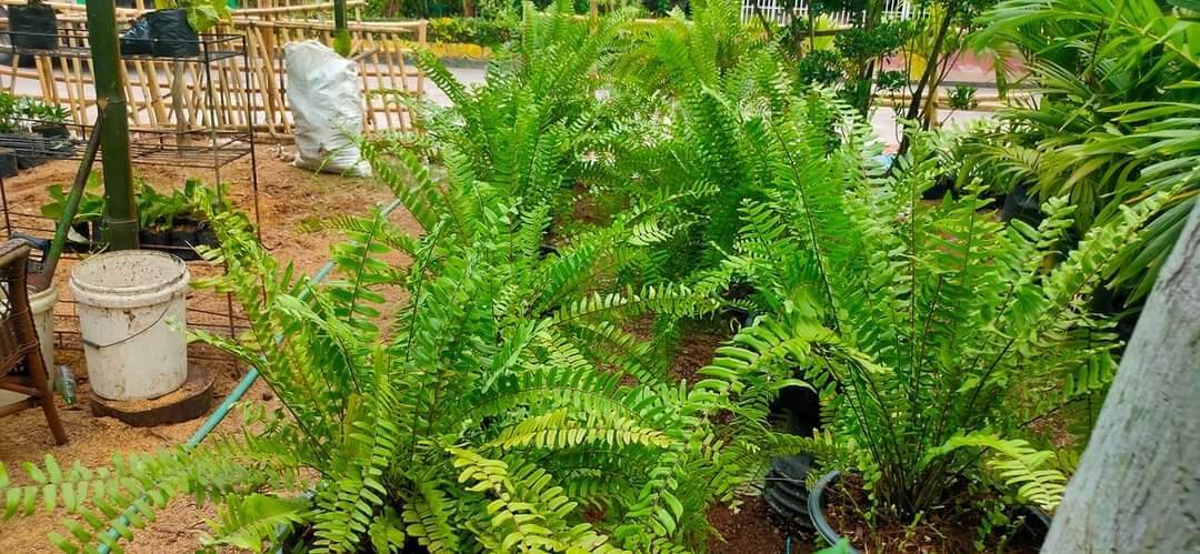 Peruvian Fern,, ,,, fully rooted,,pick up only.. 