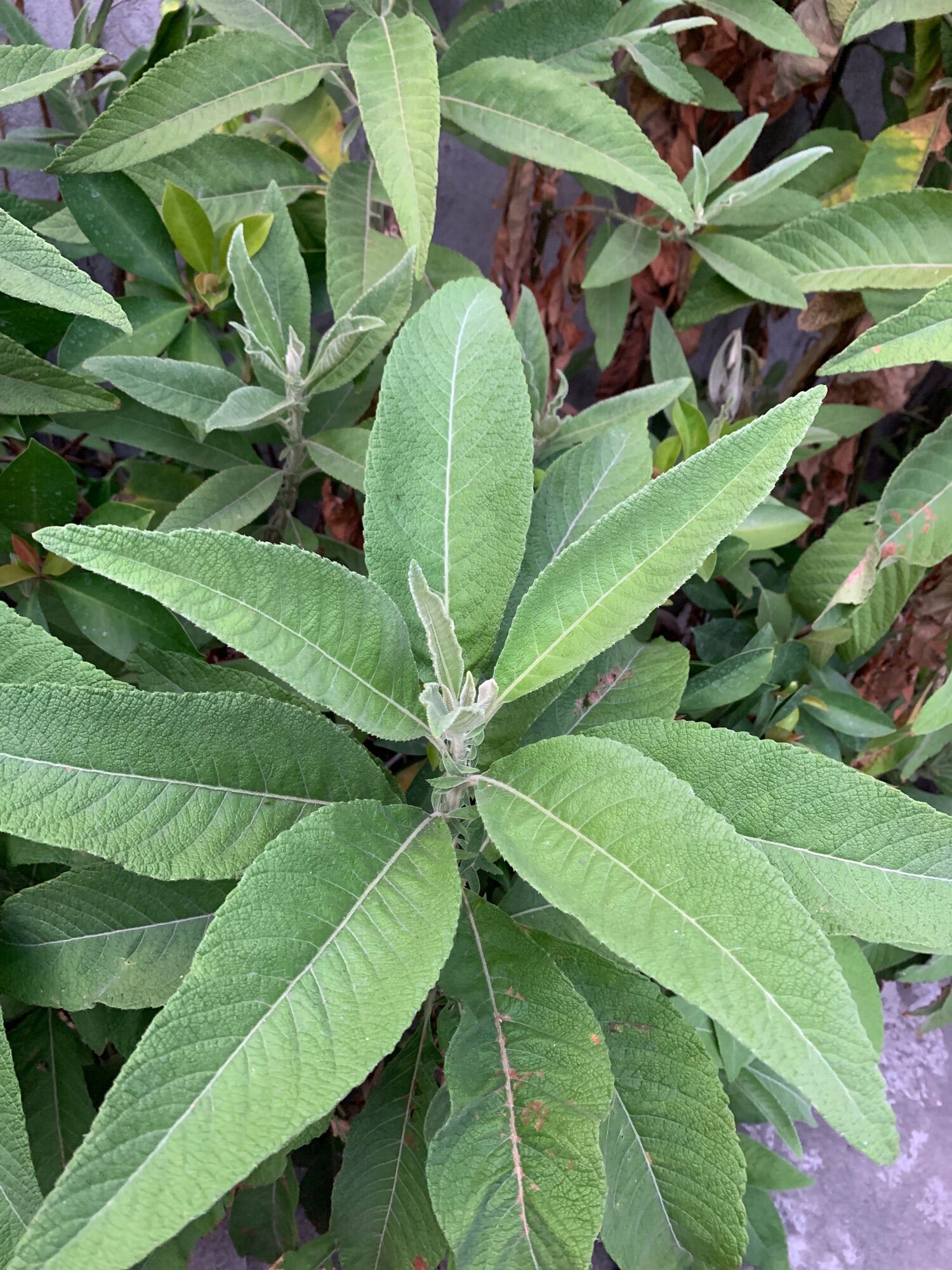 SAMBONG LEAVES FRESH / FRESH DAHON NG SAMBONG  / Ngai Camphor 50 leaves per pack. 