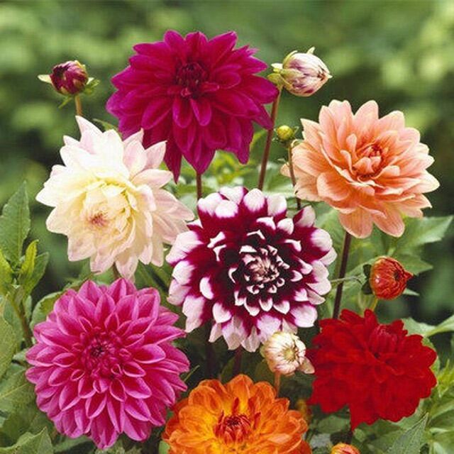 Dahlia Flower Seeds Mix with Free Seeds - Microexpress