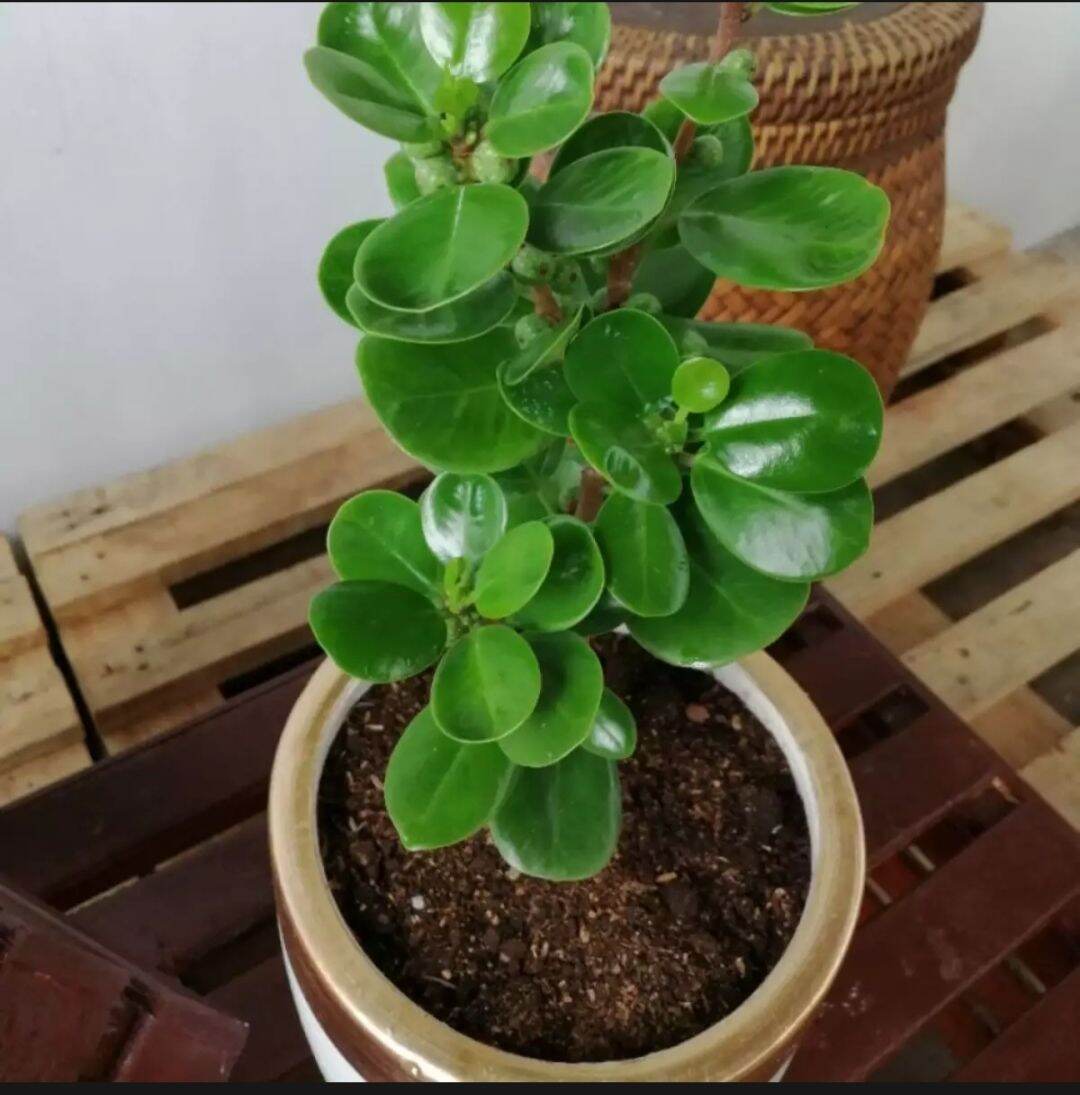 Ficus Nana Bonsai live, rooted and stable plants Lazada PH