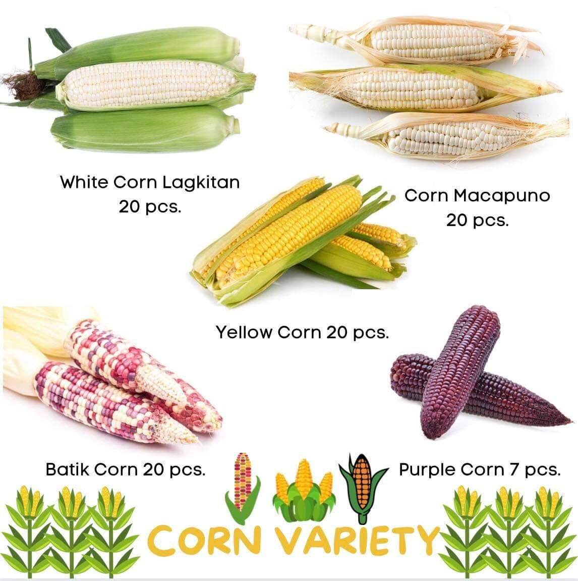 Corn Variety Quality Seeds For Planting Outdoor Garden Plant Lazada PH   S90cef413e9564173b611648885f96c61Y 