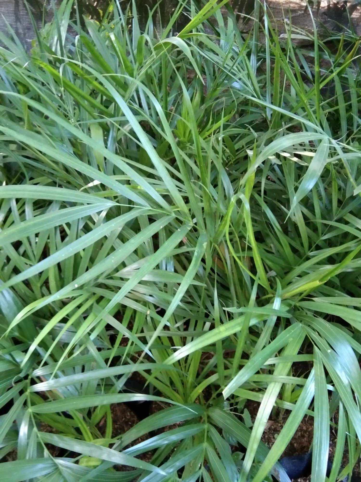 Palmera Plant 