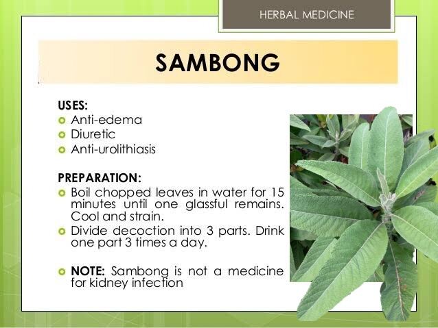 SAMBONG LEAVES FRESH / FRESH DAHON NG SAMBONG  / Ngai Camphor 50 leaves per pack
