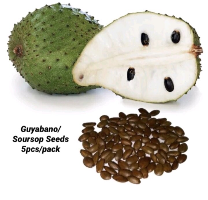 Guyabano Seeds/Soursop Seeds for Planting(5seeds per pack) | Lazada PH