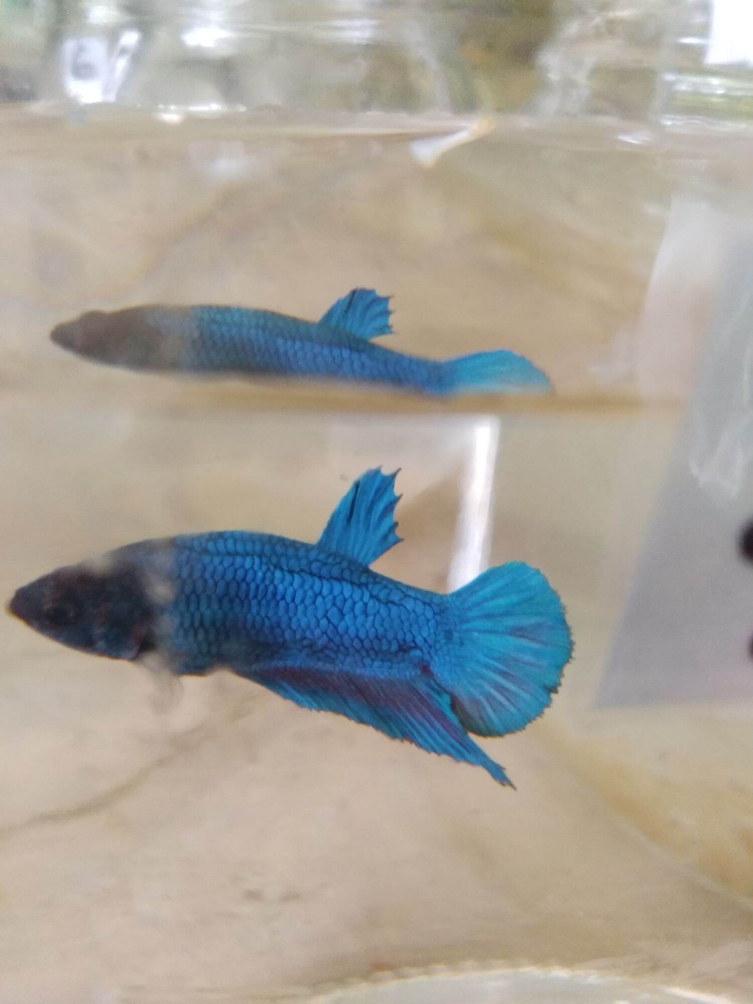 Lazada 2025 betta fish