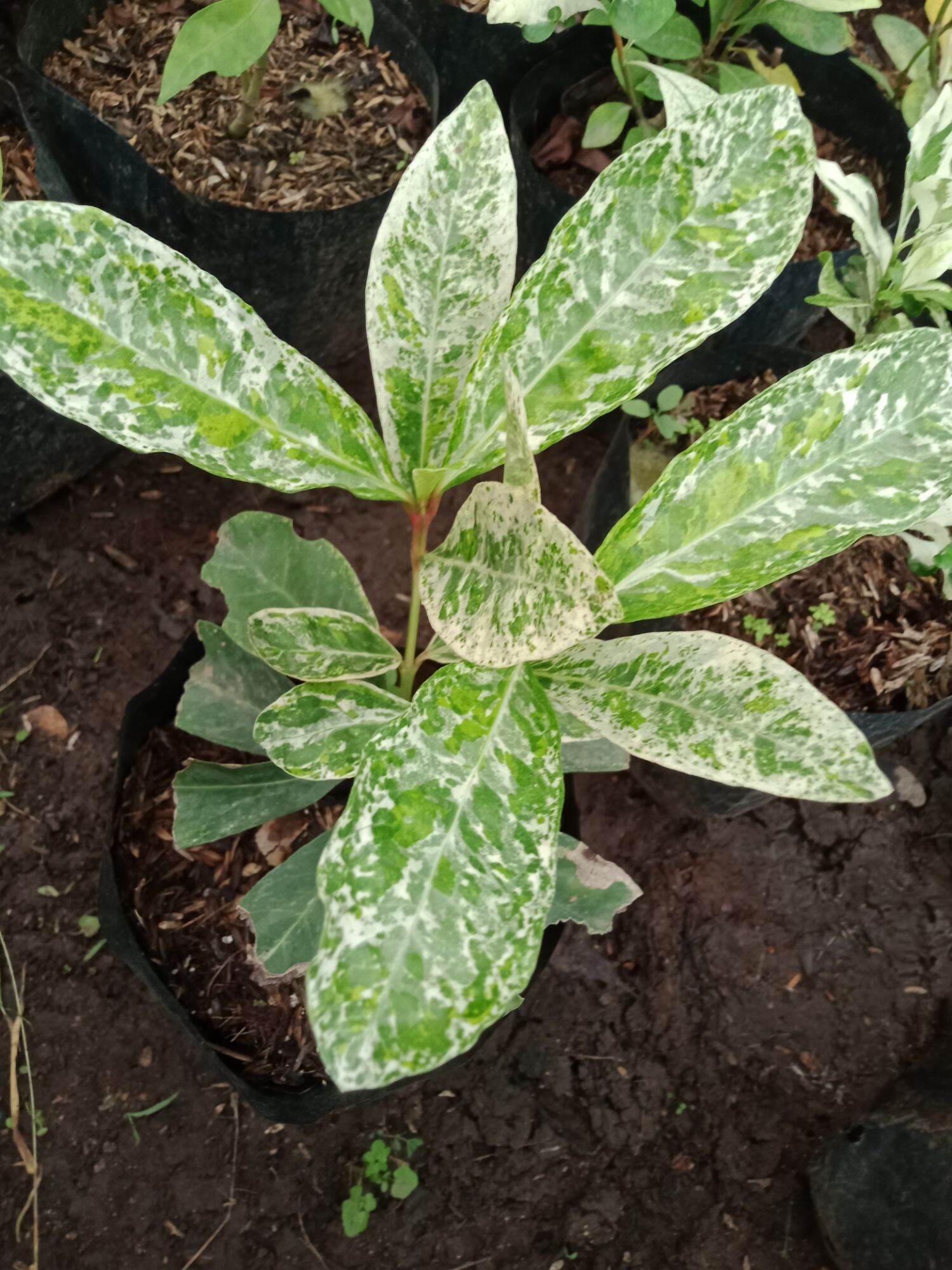 Santan Plant, fully rooted and stable Lazada PH