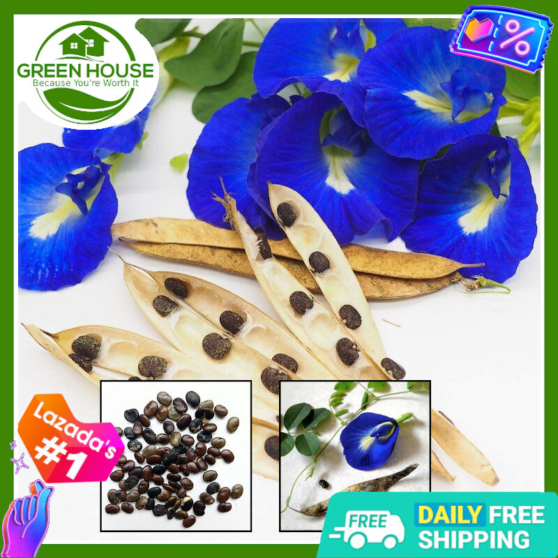 Green House® Butterfly Pea Blue Flower Seeds - Planting Manual