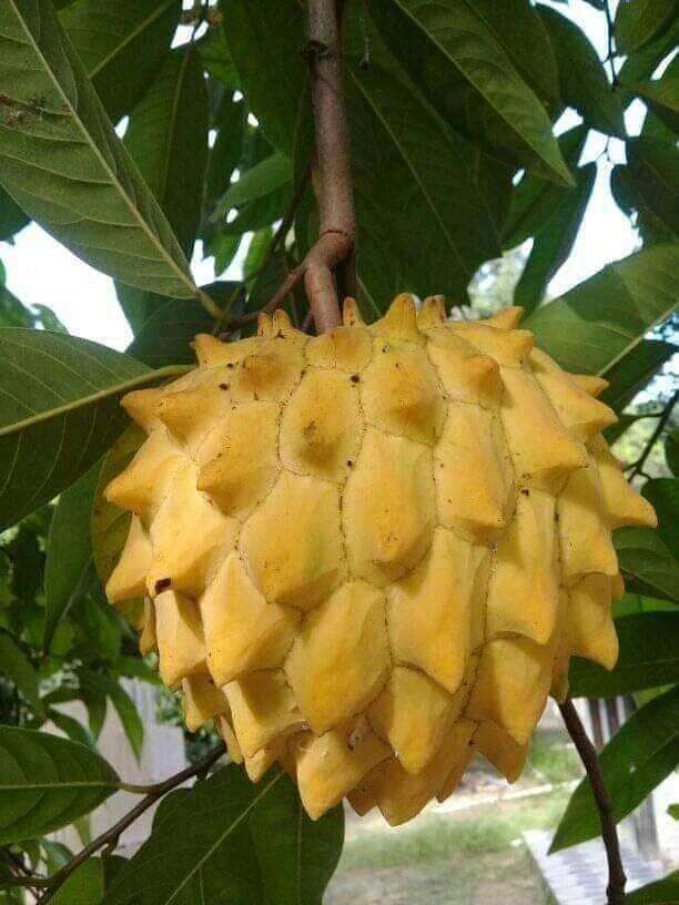 Giant atis | Lazada PH