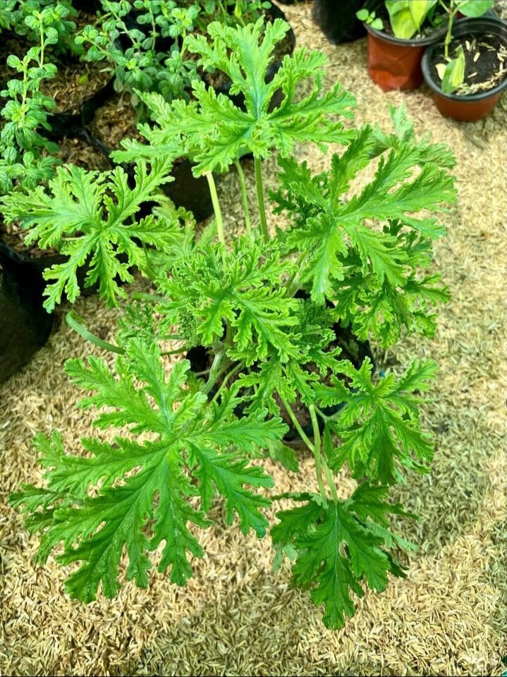 Citronella Malvarosa (Anti Mosquito Live Plant) with FREE garden soil