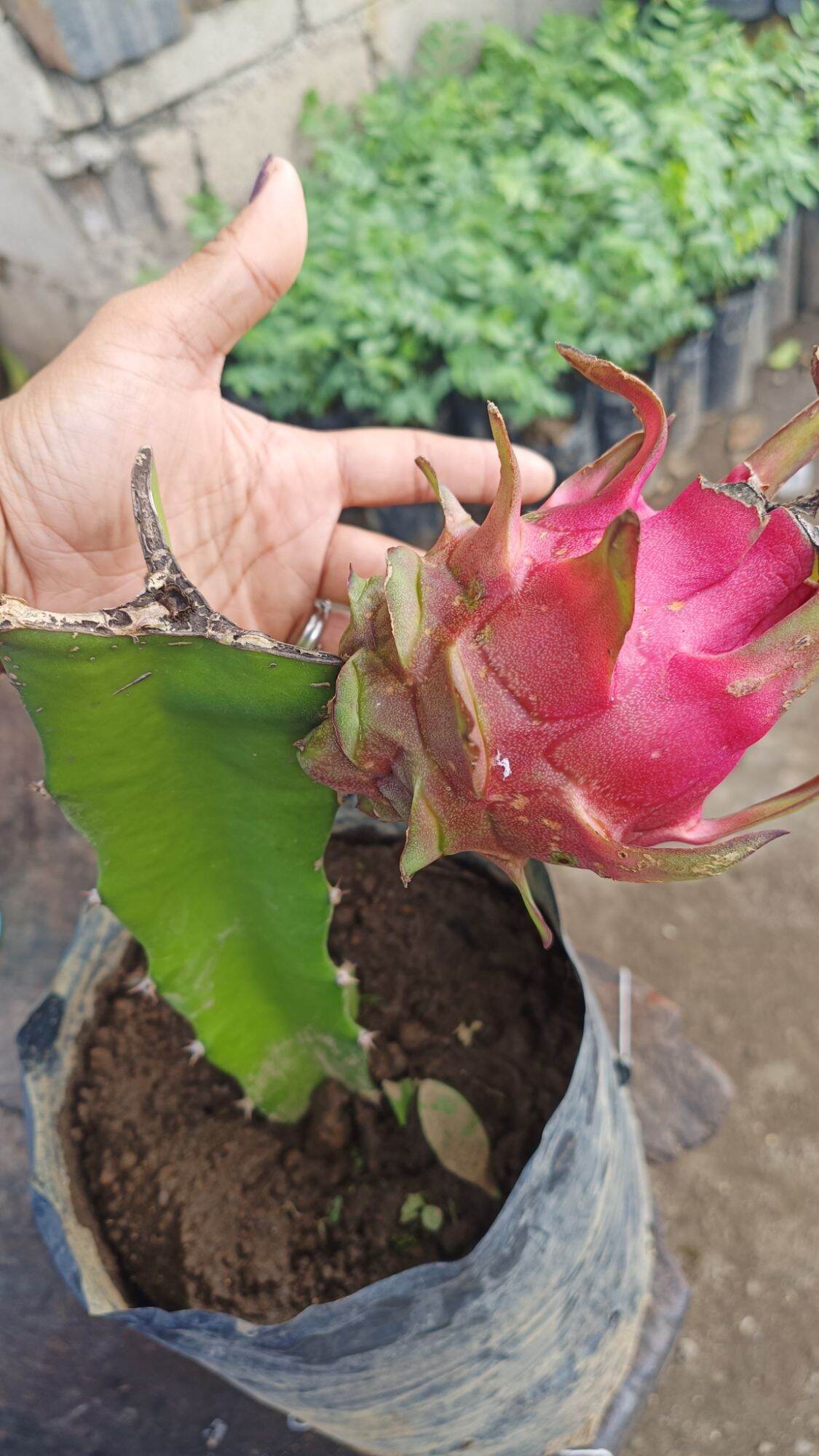 Dragon Fruit cacti plant pink variety