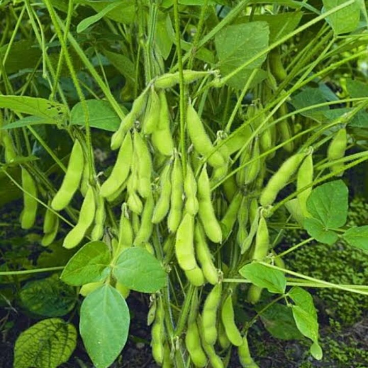 Soy beans For planting (100 Seeds). 