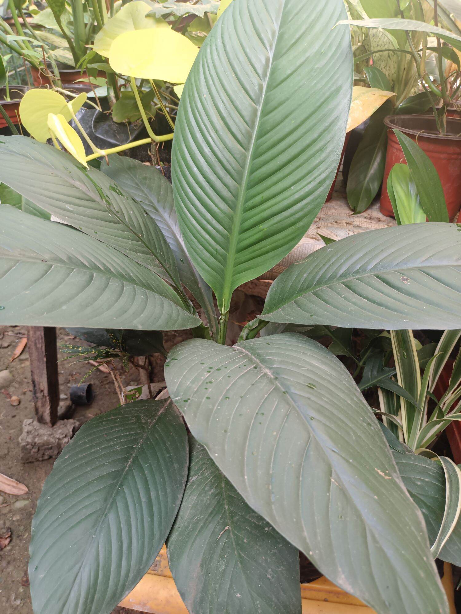 giant sensation, lush and real live plant, uprooted Lazada PH