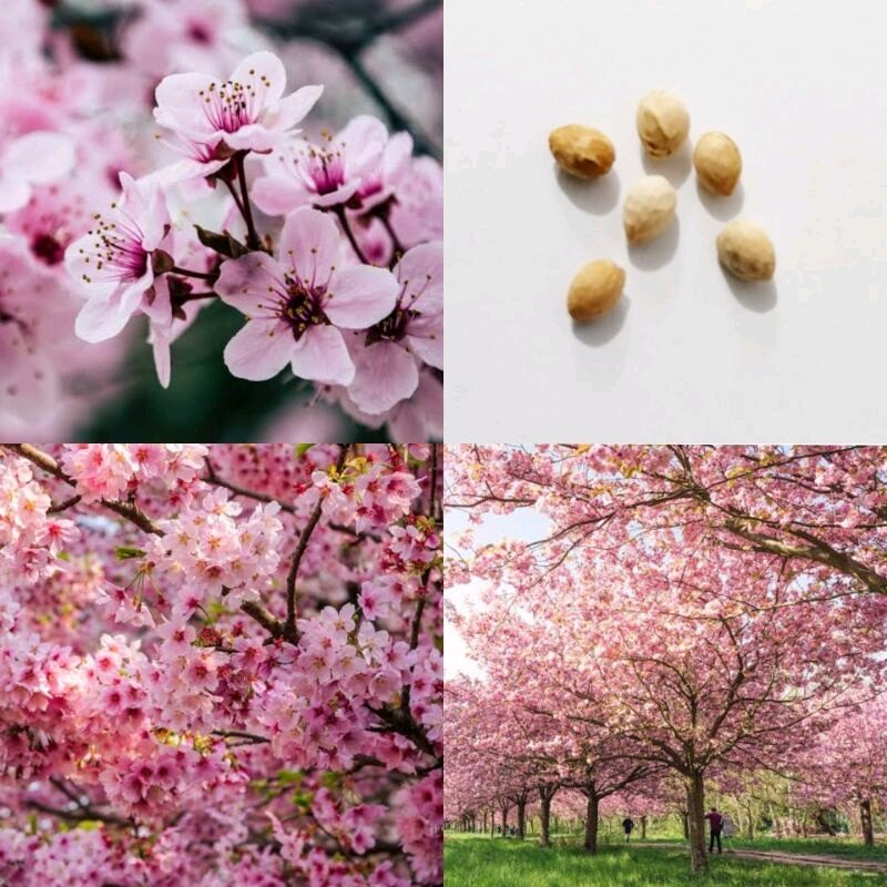 SAKURA JAPANESE CHERRY BLOSSOM tree seeds Lazada PH