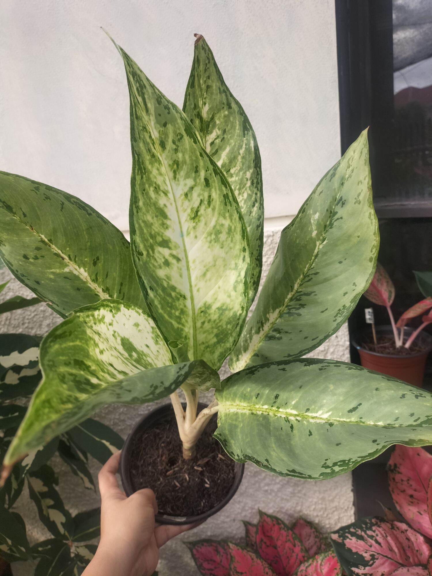 anthurium argyrostachyum velvet Anthurium argyrostachyum 1 main image 0