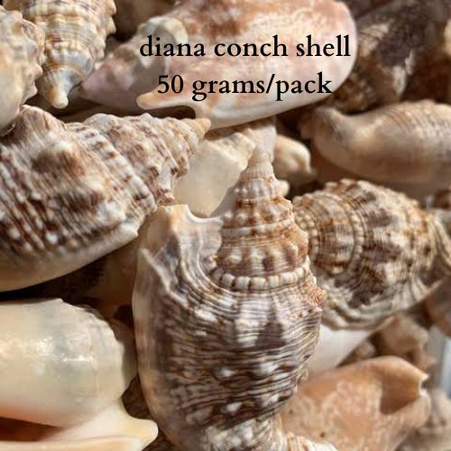 Real Seashells Diana Conch Shell 50 Gramspack Great For Your Home