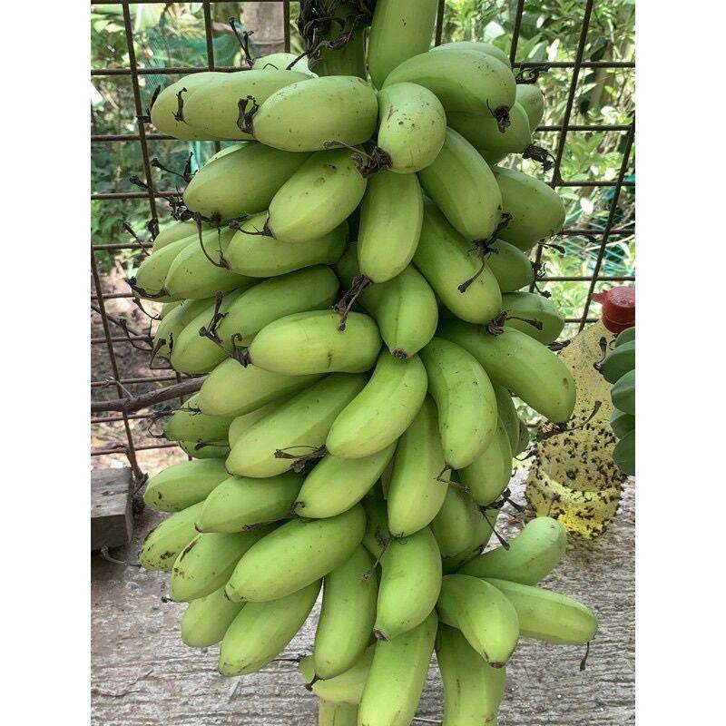 Latundan Banana Shoots Suwi Suhi Suhe Lazada PH