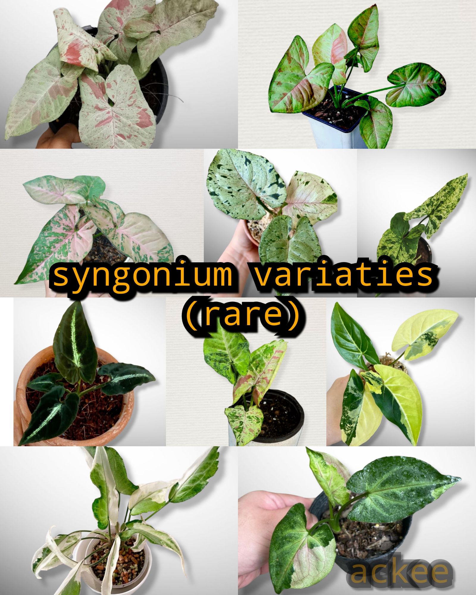 syngonium varieties rare   Lazada PH