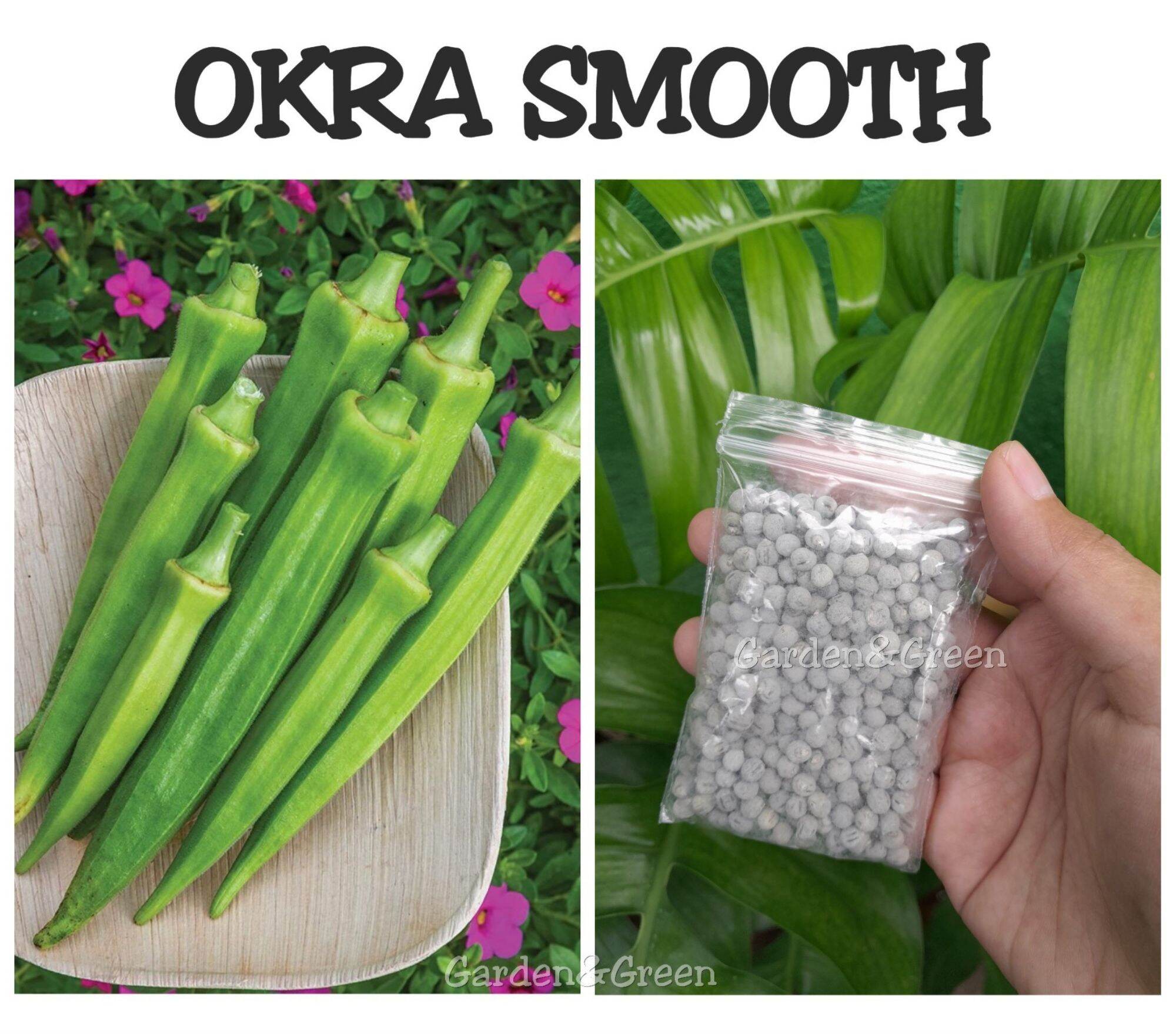 Okra seeds smooth green