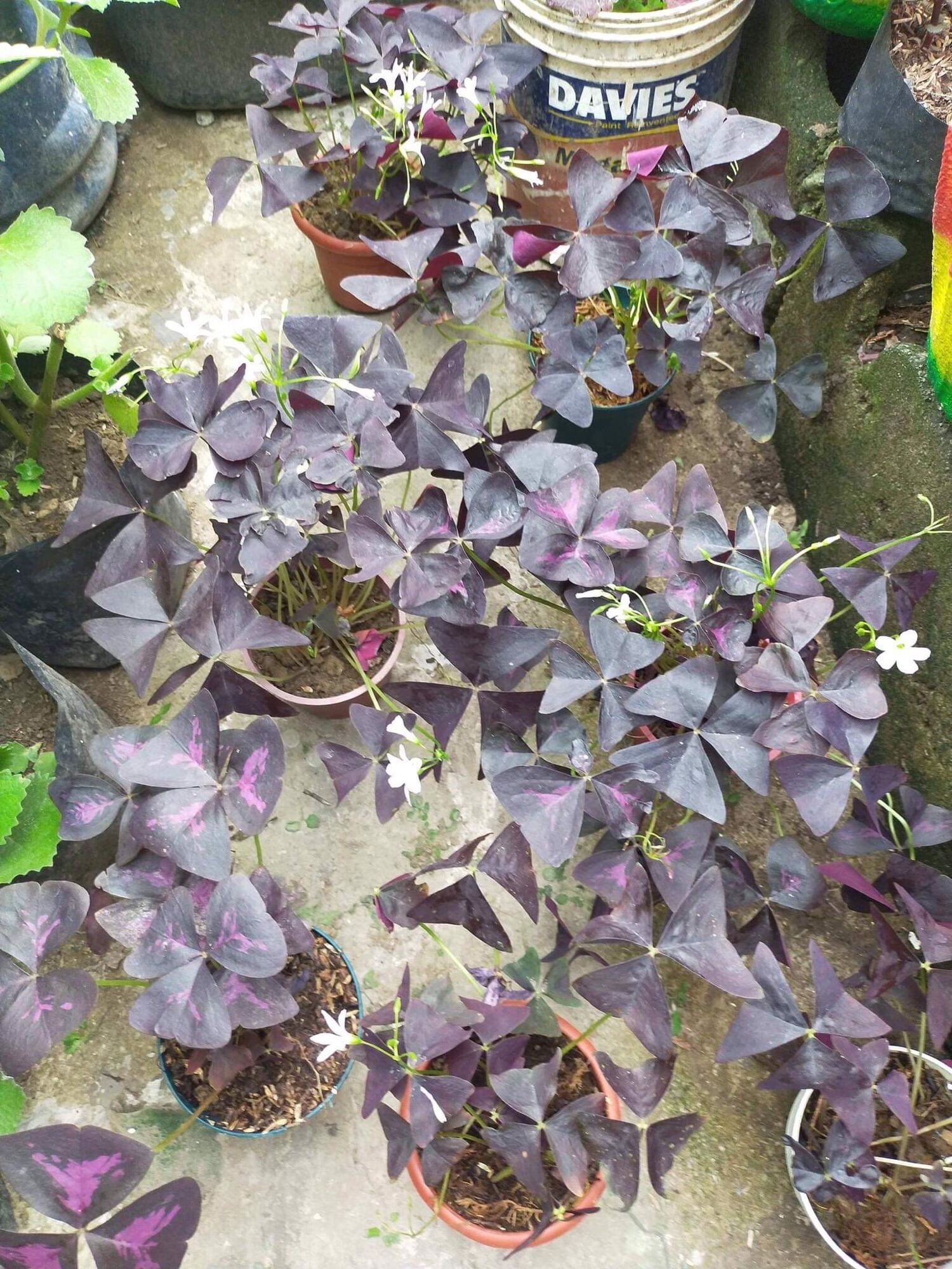 Live Plant Oxalis Triangularis Butterfly Plant Purple False Shamrock ...