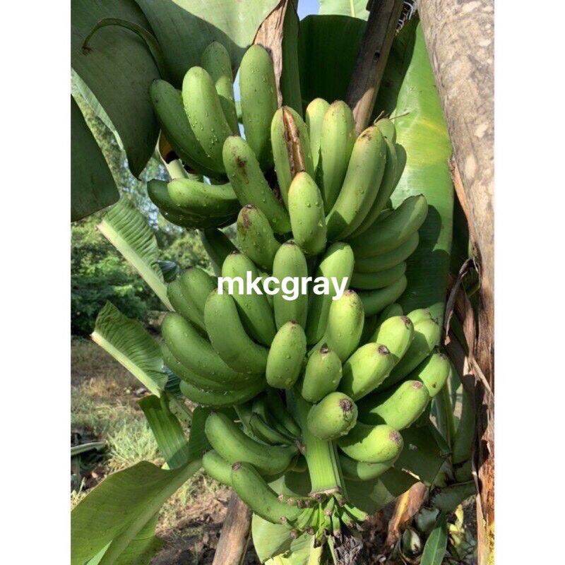 Davao Lakatan Banana Tree Shoots Suwi Suhe Lazada PH