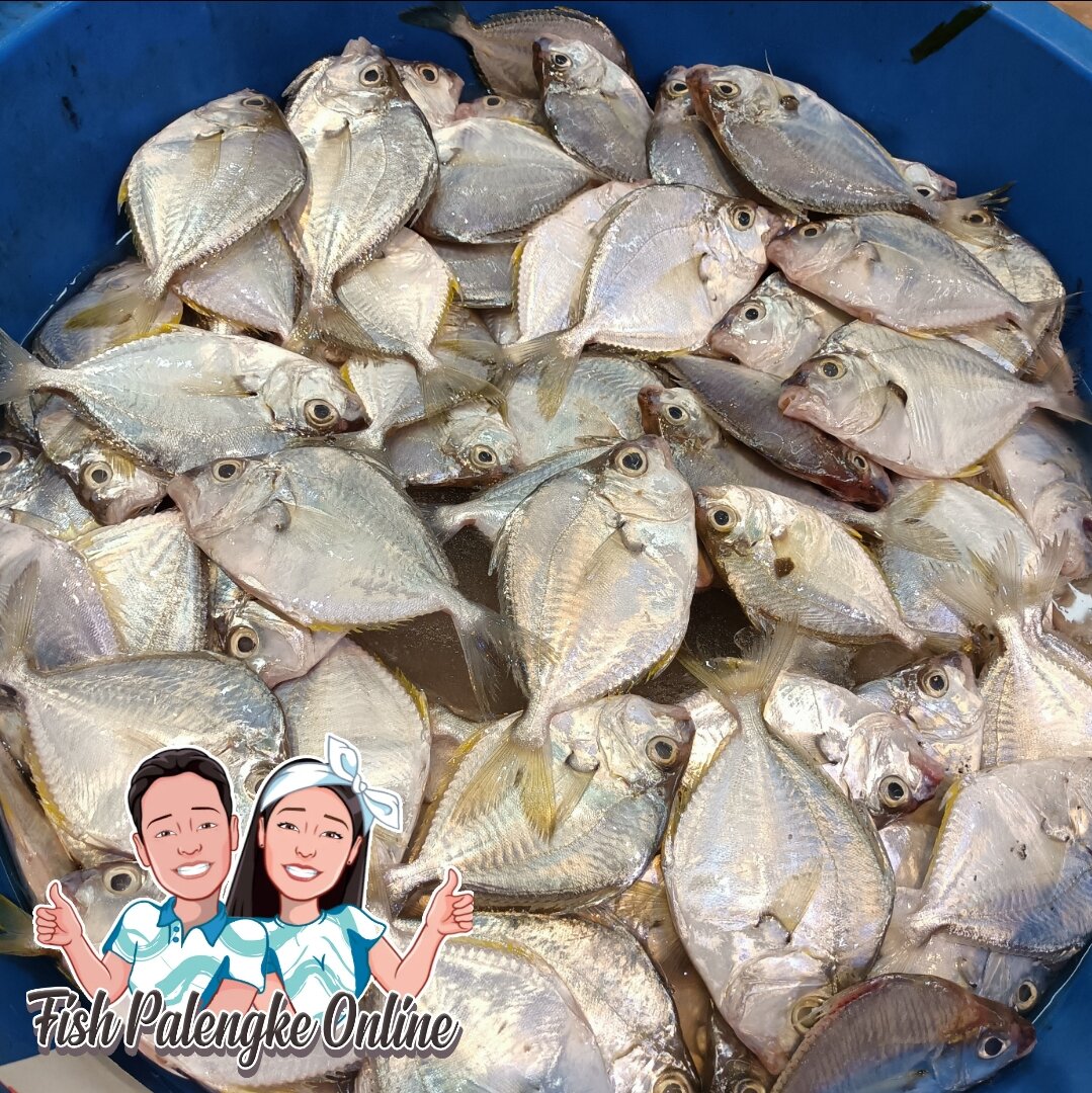 sapsap-sapsap-fish-1kg-lazada-ph