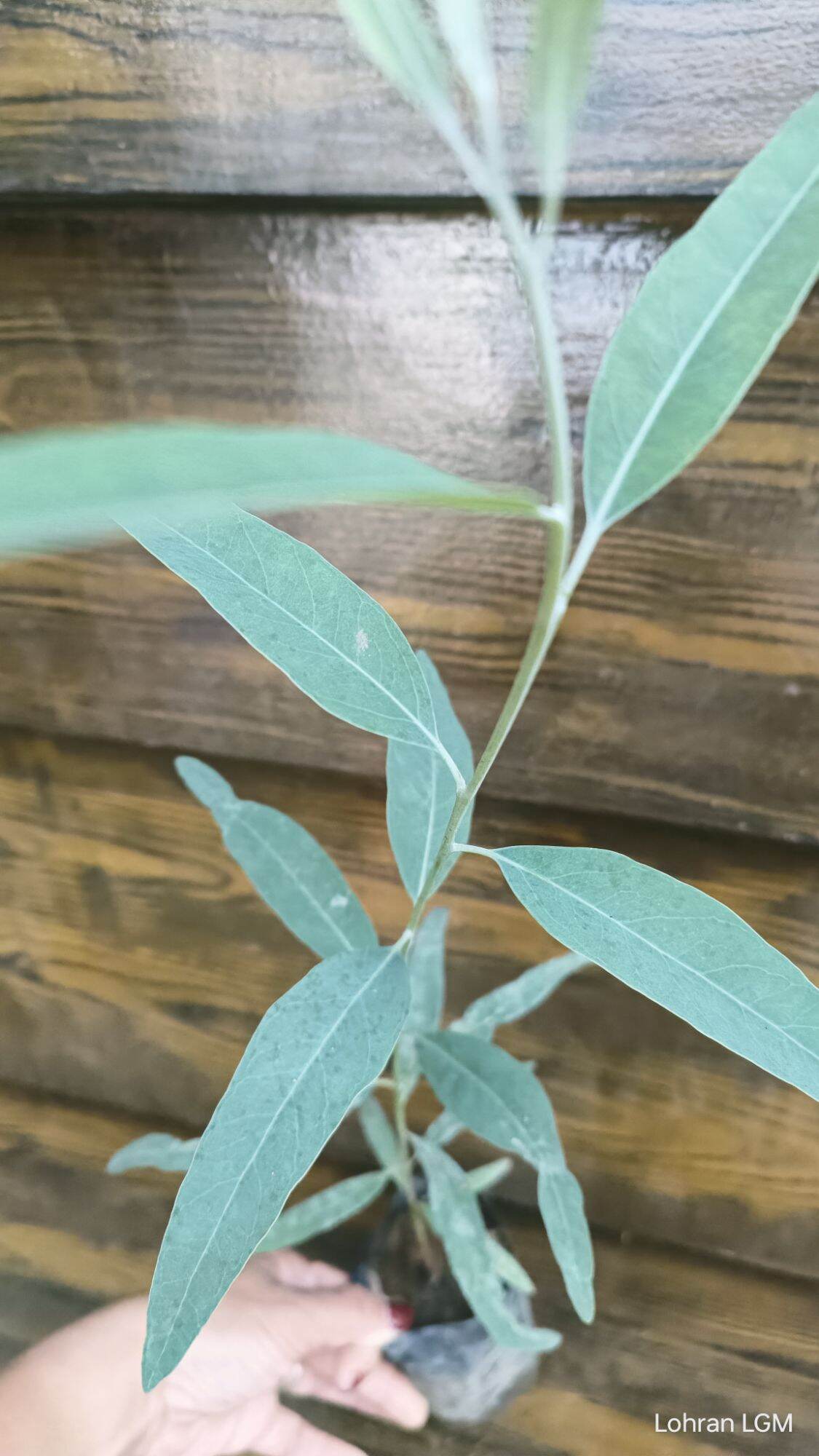 Eucalyptus Globulus Blue Gum Tree Seedlings | Lazada PH