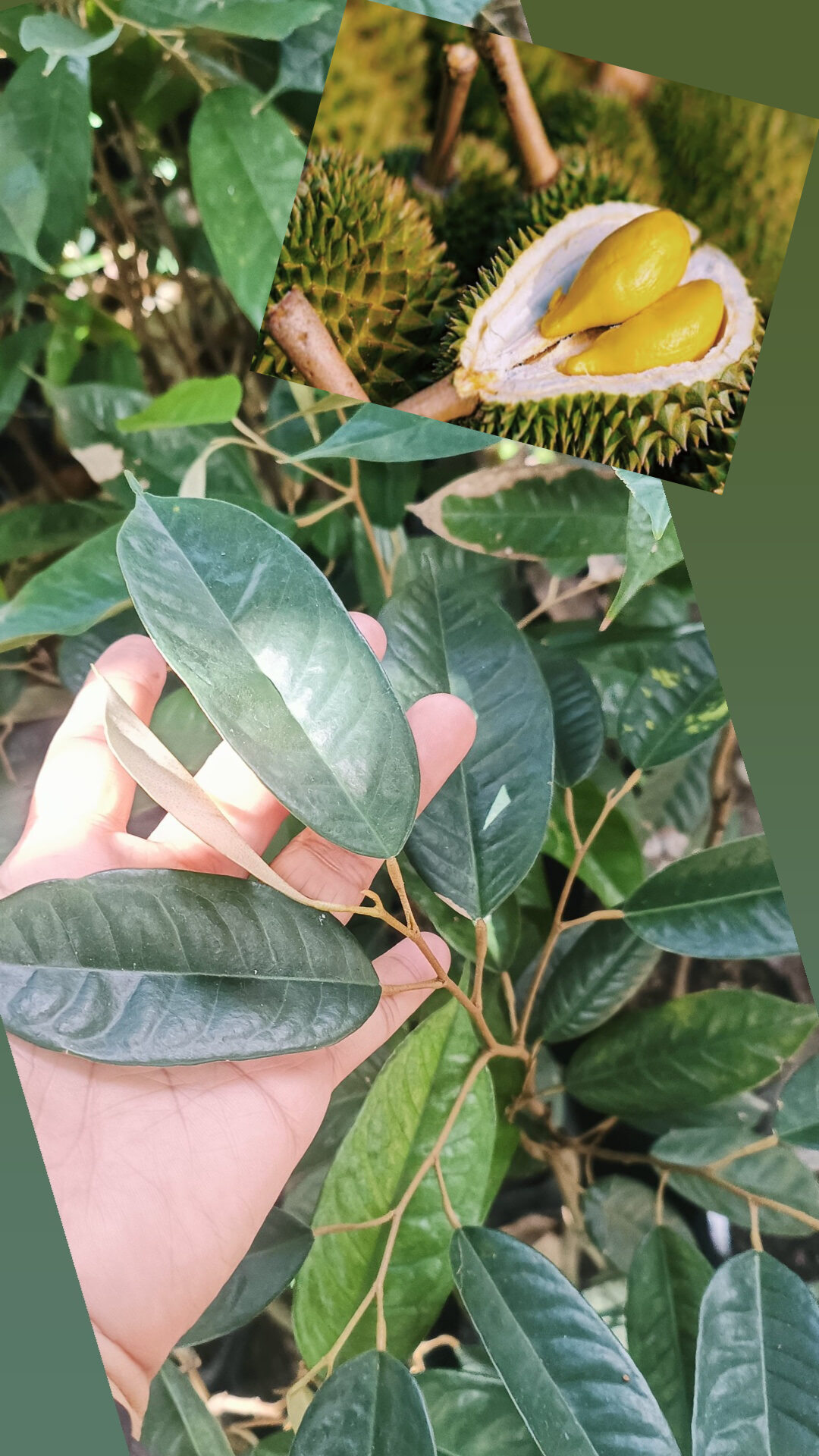 Durian Grafted Fruit Bearing Seedlings Live Plant Lazada Ph