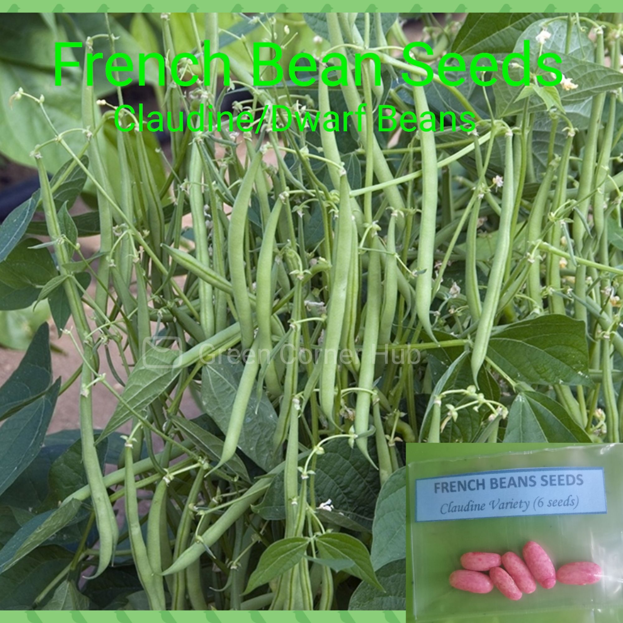 French Bean Seeds (Claudine Dwarf Beans) | Lazada PH