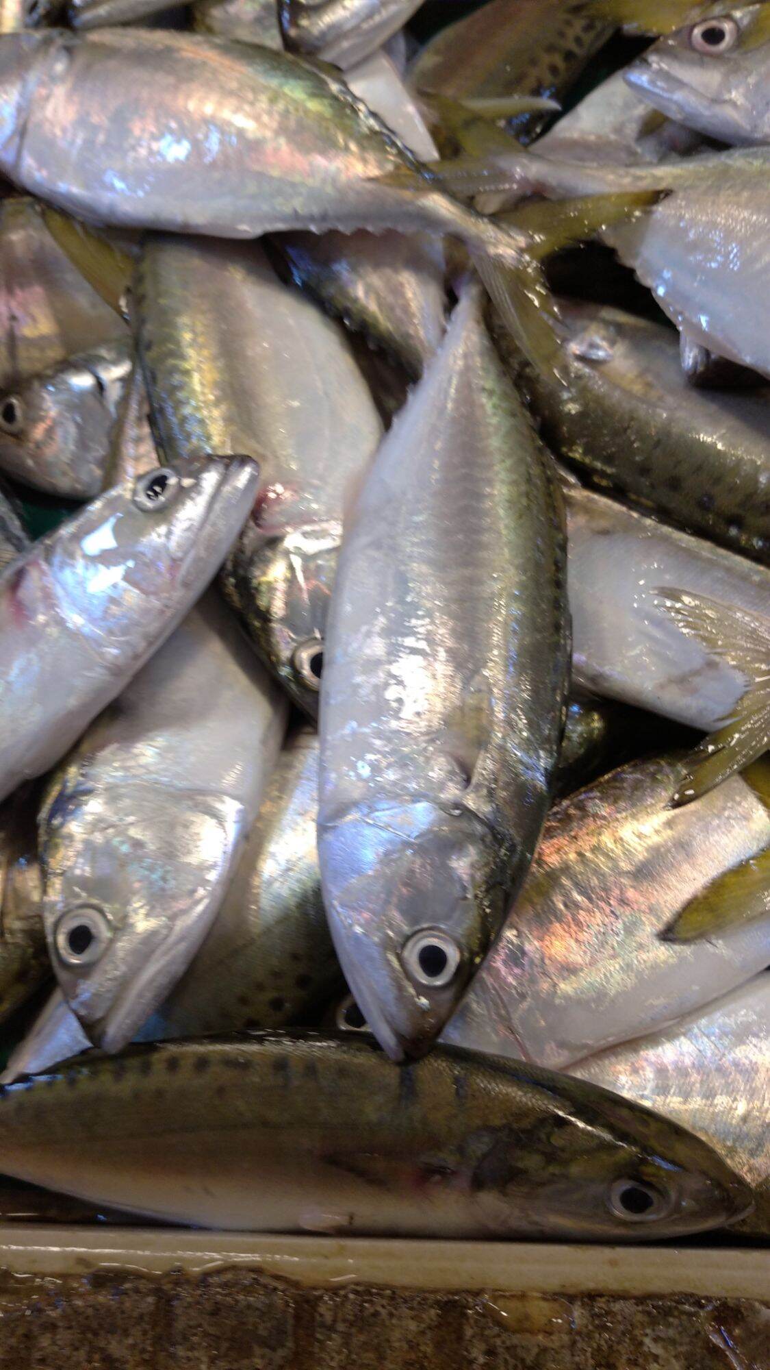 FRESH HASA HASA FISH 1/2 kg. 