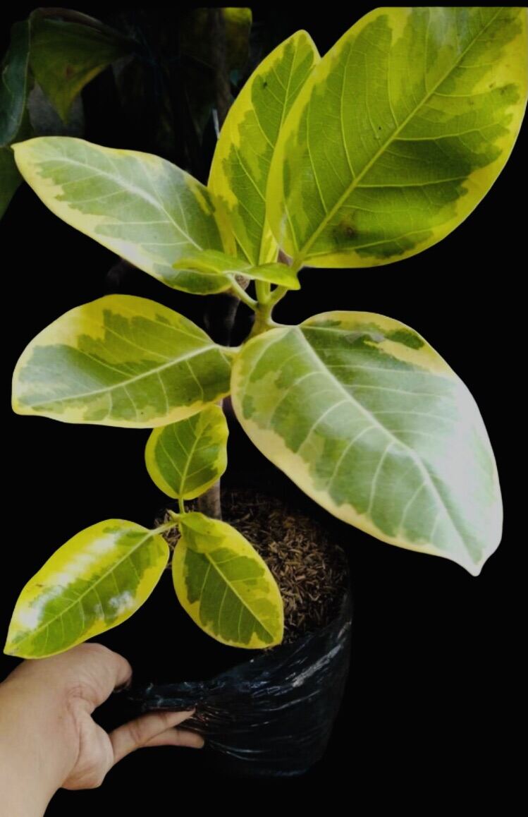 Lemon Lime Rubber Plant Lazada PH