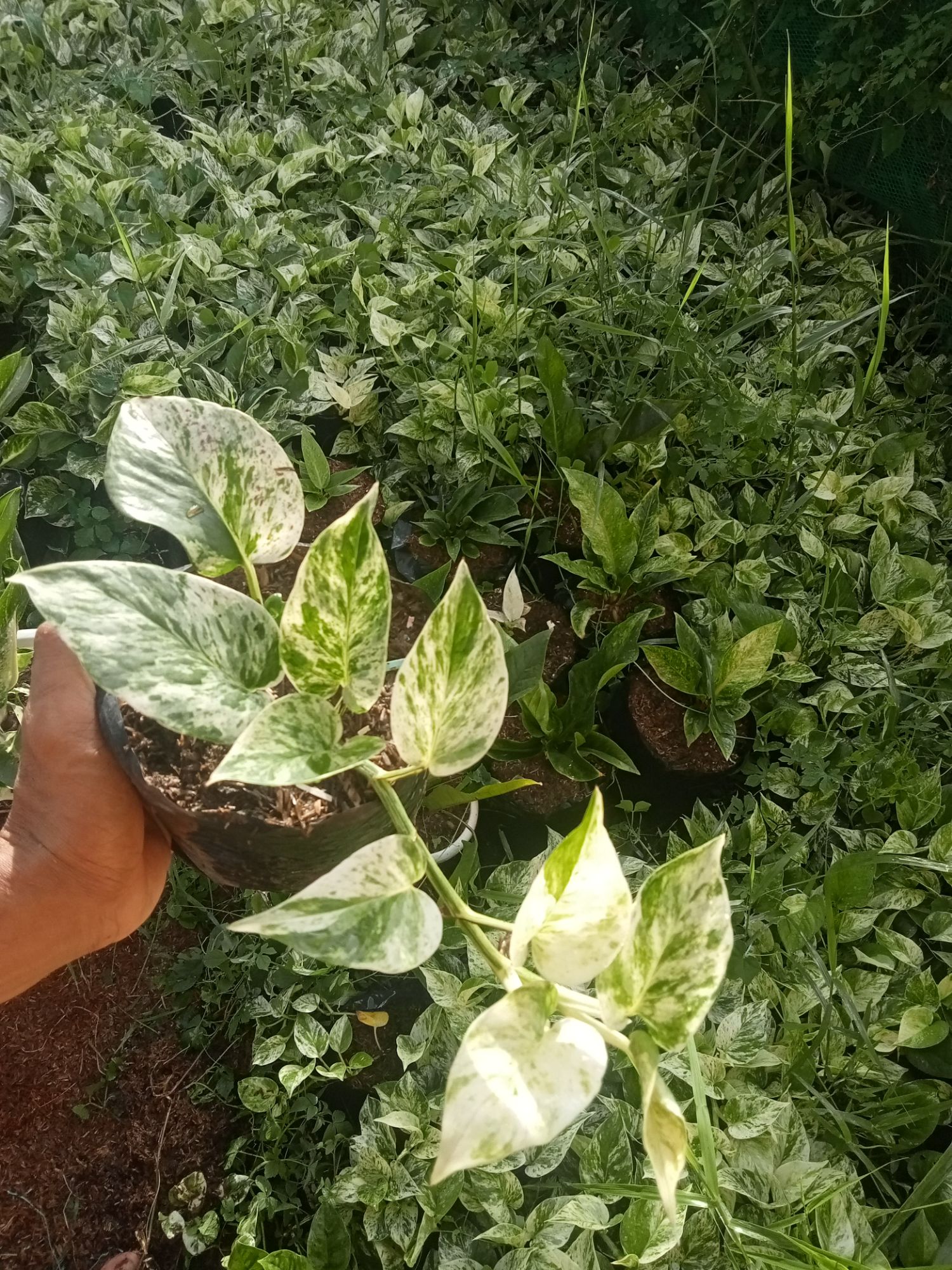 pothos Njoy marble air purifier Lazada PH