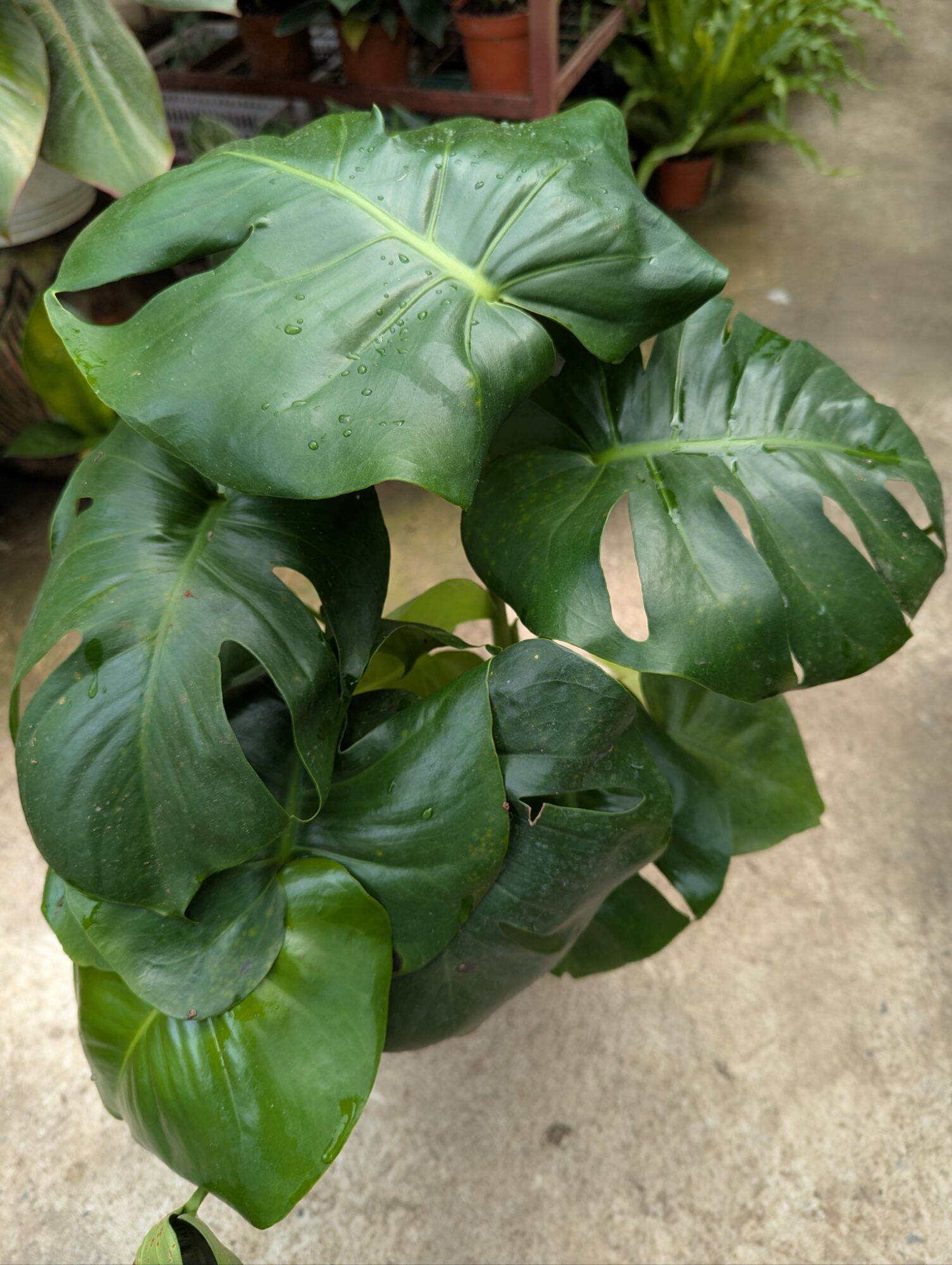 philodendron red twins Philodendron erubescens 'New Red'  Red-Stemmed Climbing Hybrid