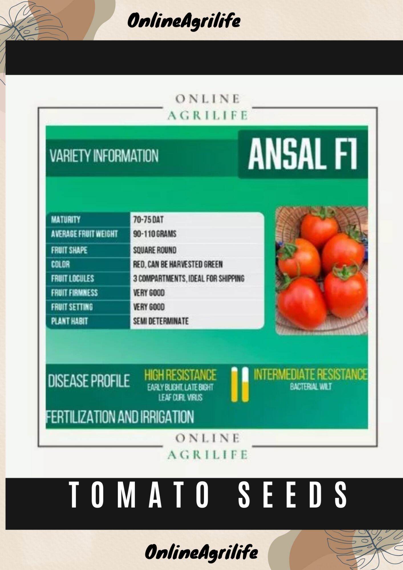 ANSAL F1 Tomatoe SEMINIS Seeds Jardine Distribution Inc 5g packs