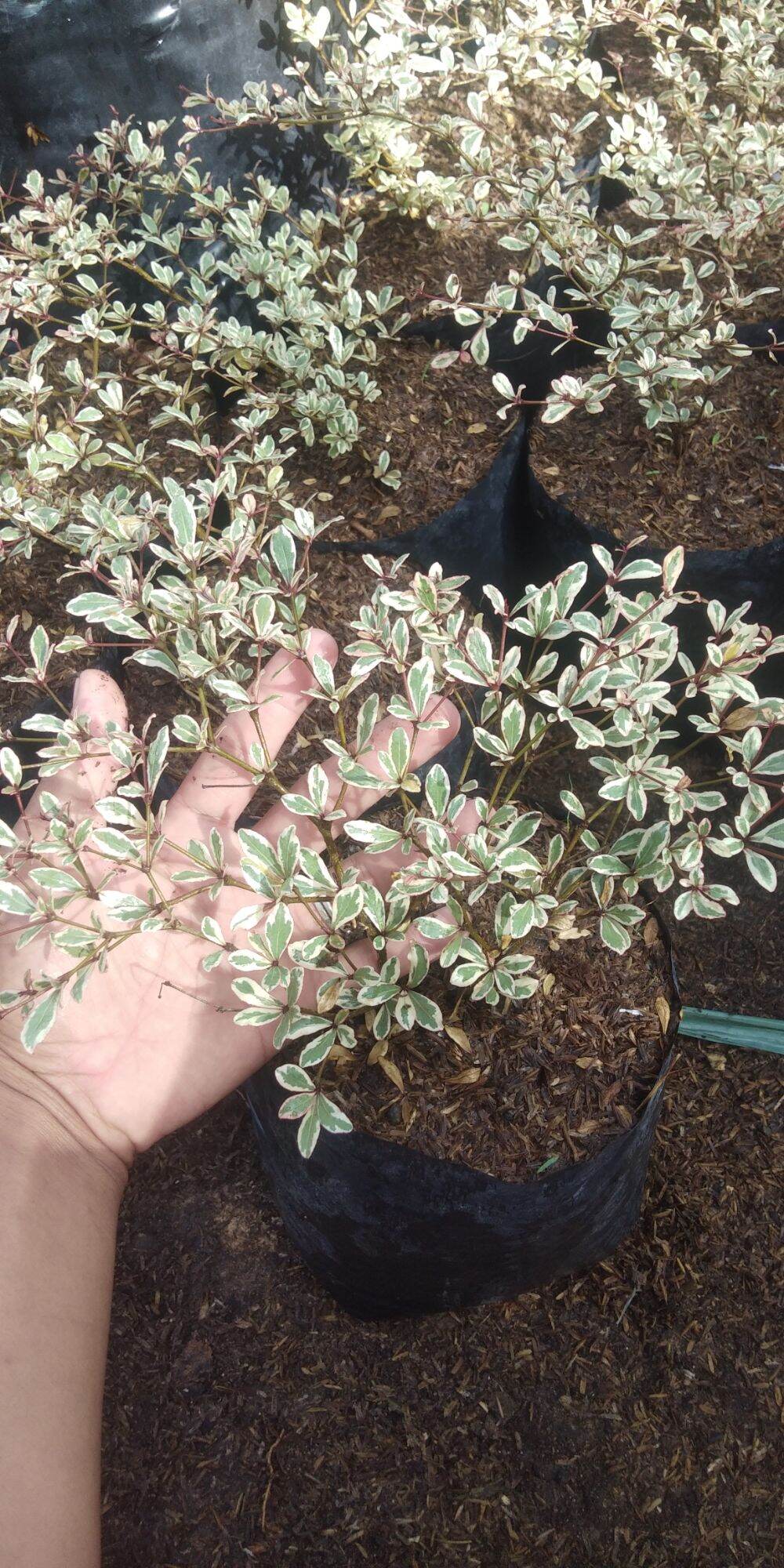 variegated african talisay live plant rare plant stable and rooted. outdoor  plant Variegated Indoor Plant Seeds - Lazada | Lazada PH