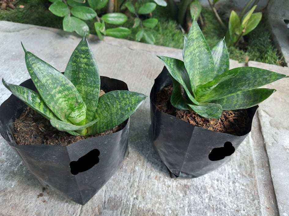 Dwarf Snake Plant with Free Pot (Rare indoor Plant) Lazada PH