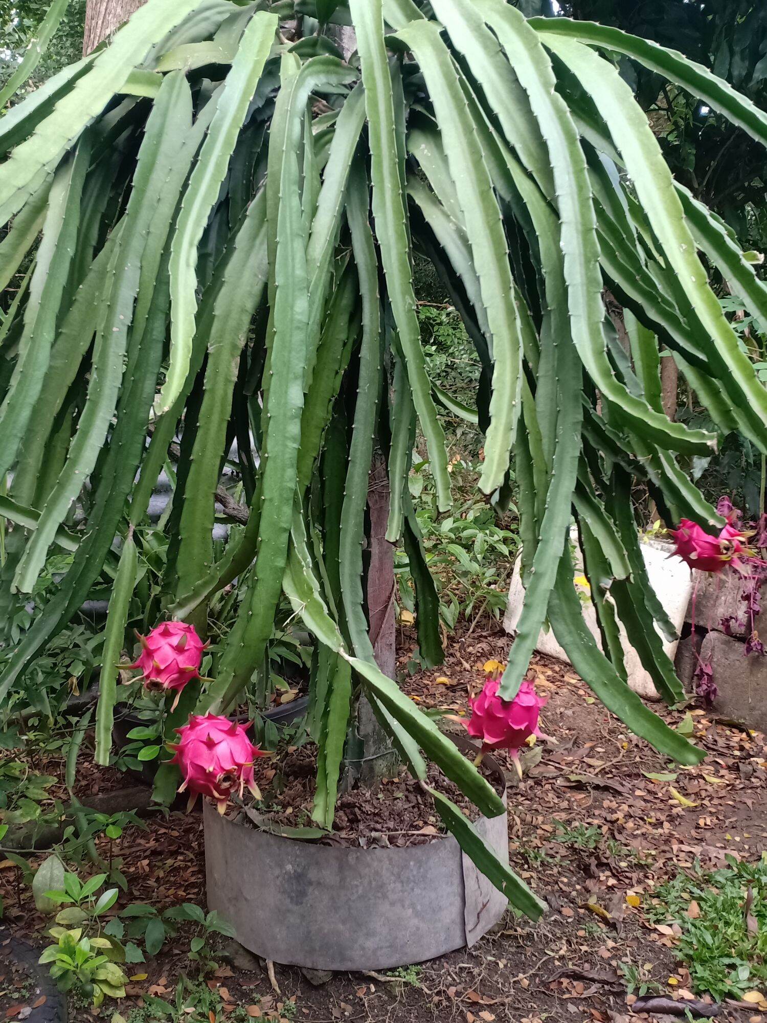 Dragon Fruit plant rooted