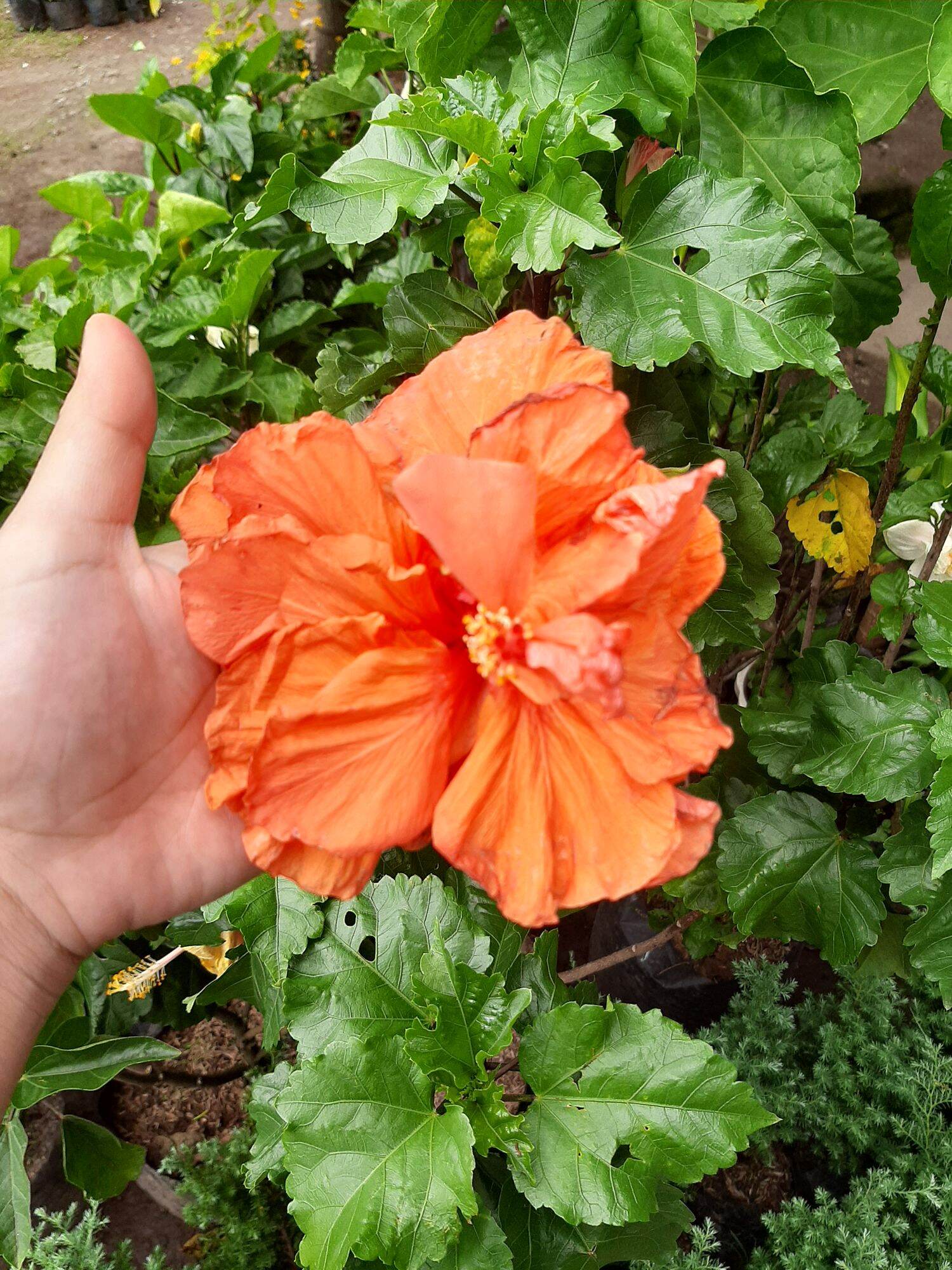 Gumamela Orange Double Petals Lazada PH