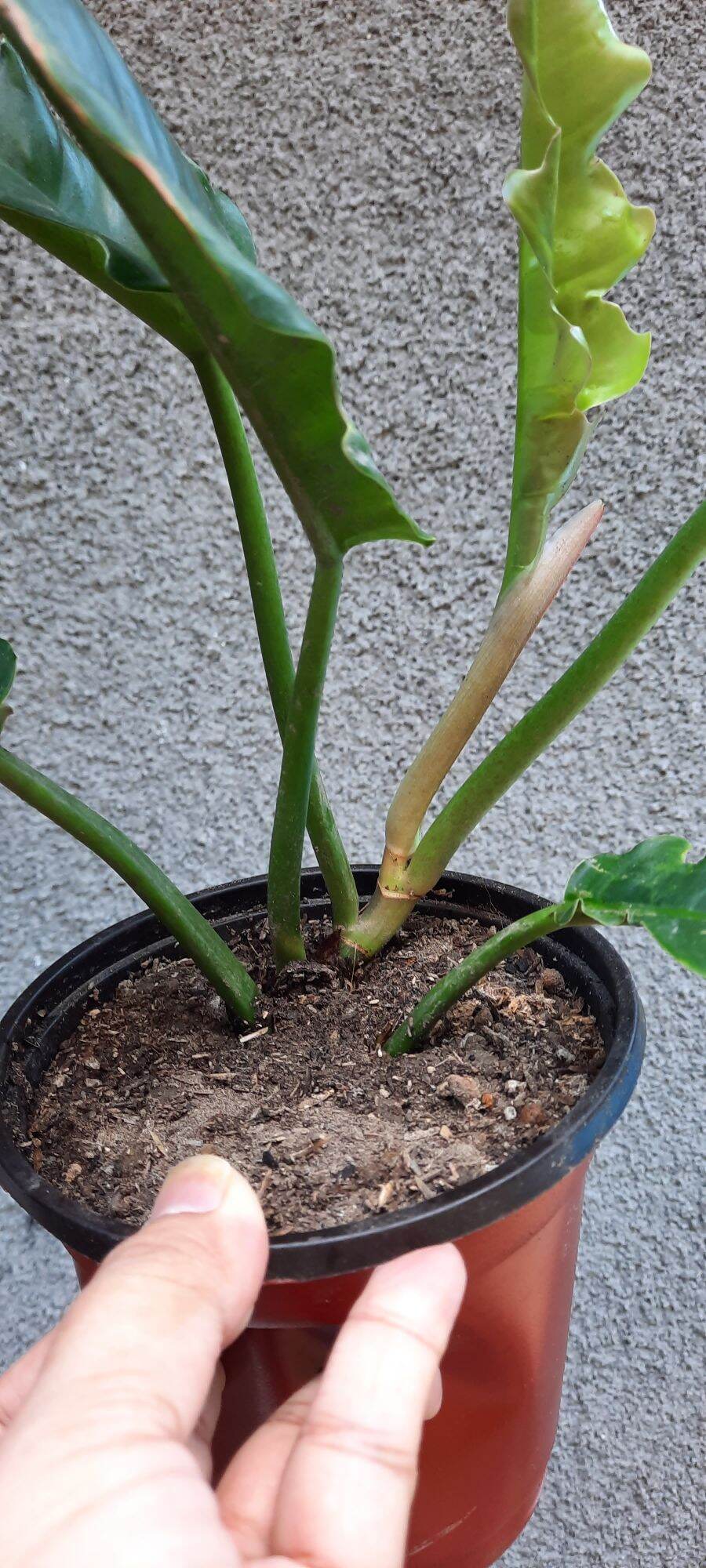 Philodendron Narrow Tiger Tooth Serratum Aka Jungle Boogie Rare Medium Lazada Ph