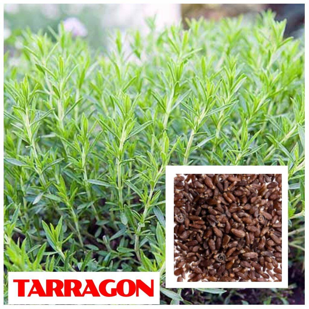 TARRAGON SEEDS FOR PLANTING ( 20 SEEDS ) HERBS Lazada PH