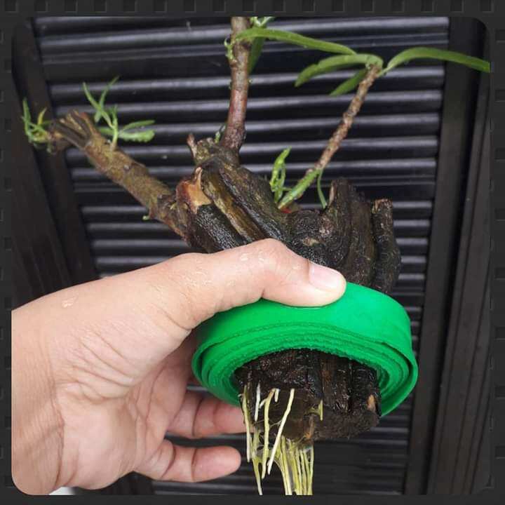 Water Bonsai / Mineral Solution Lazada PH