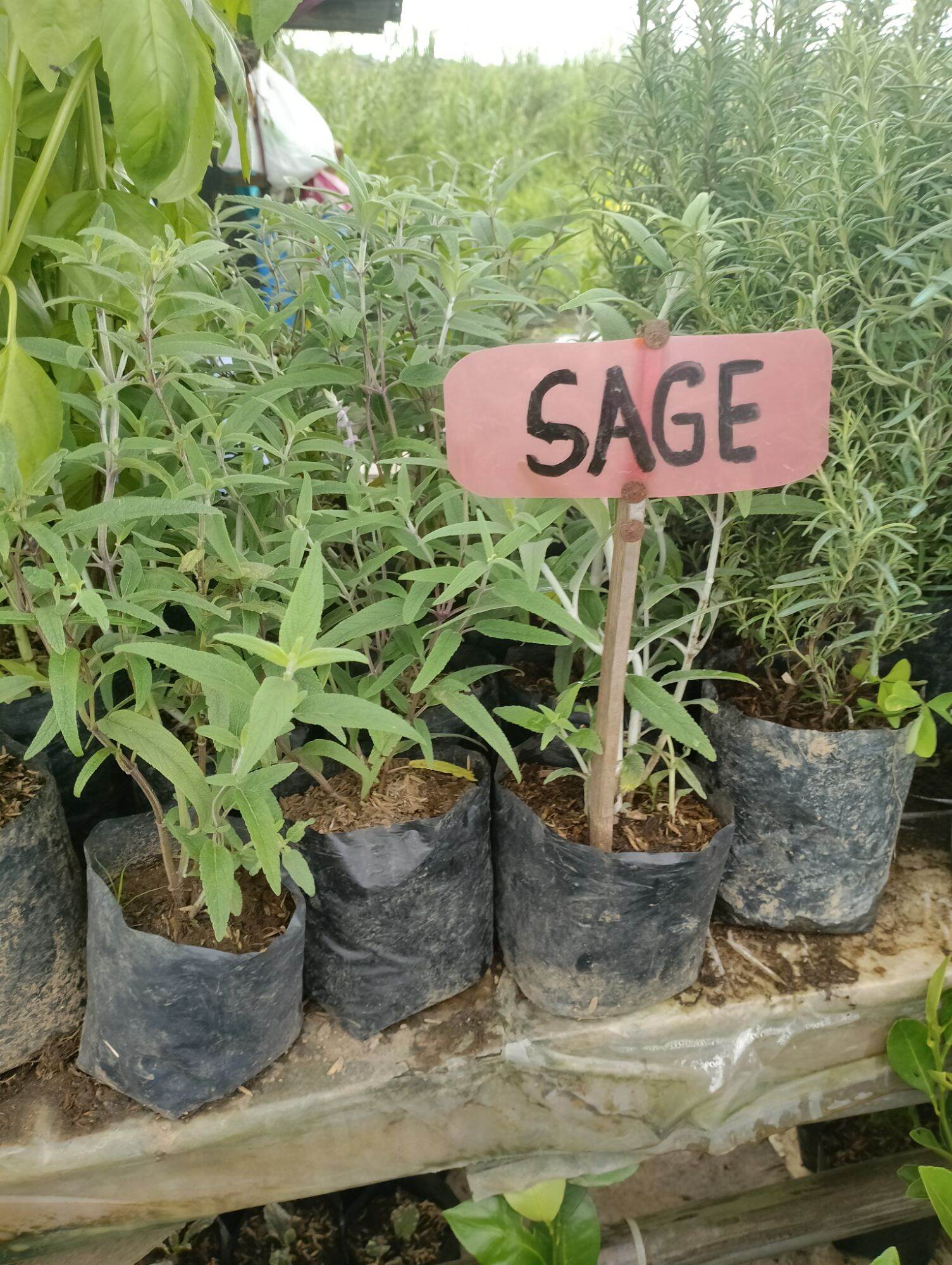 Sage herbs Lazada PH