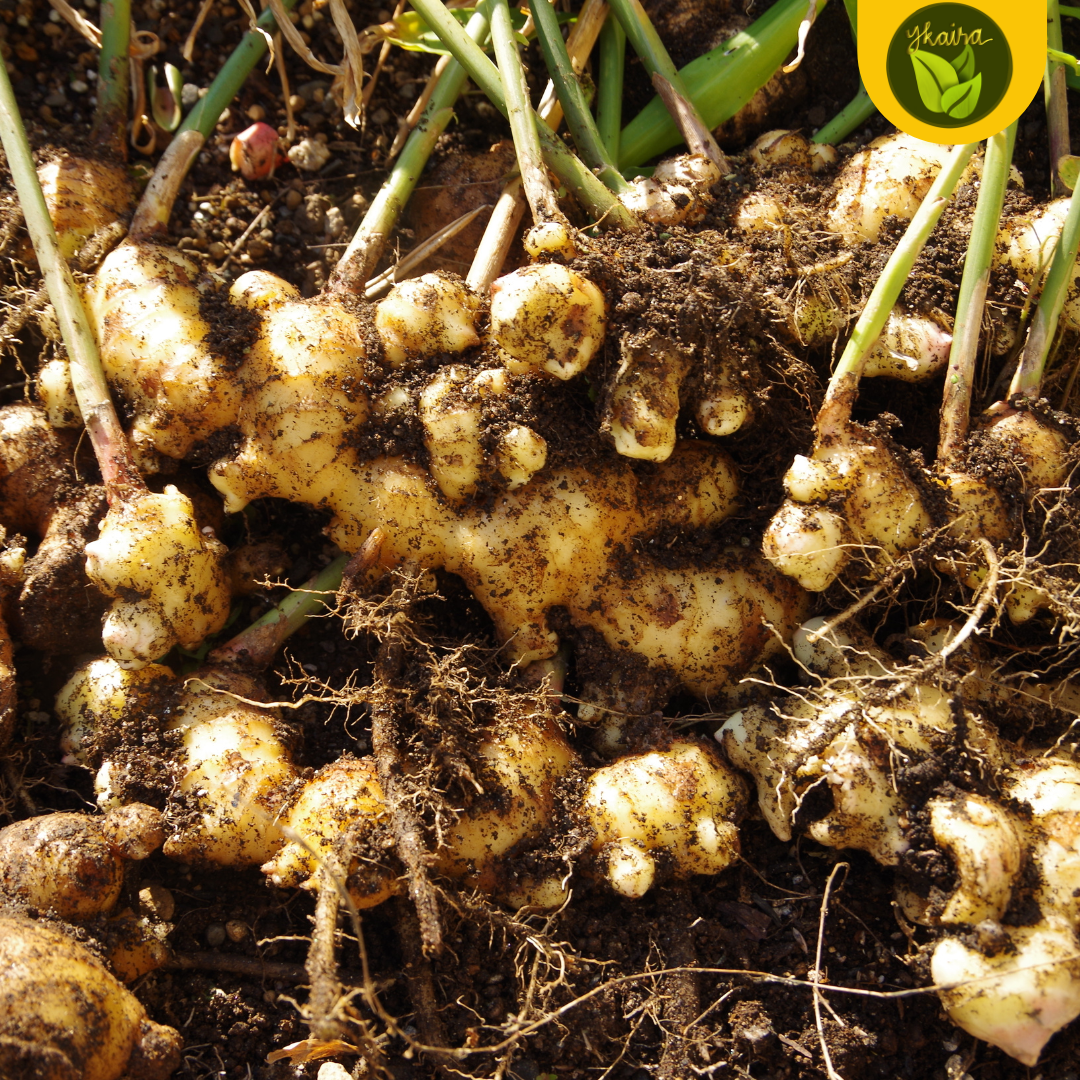 Luya Ginger Bulb Seeds 1 pc. for Planting Herb. 